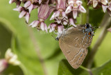 Banded Hairstreak _7MK9443.jpg