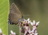 Banded Hairstreak _7MK9455.jpg