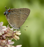 Banded Hairstreak _7MK9504.jpg