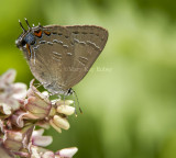 Banded Hairstreak _7MK9510.jpg