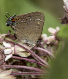 Banded Hairstreak _7MK9536.jpg
