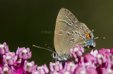 Banded Hairstreak _7MK9652.jpg