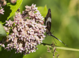 White Admiral _5MK4561.jpg