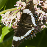 White Admiral _7MK8696.jpg