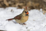 Northern Cardinal _11R2376.jpg