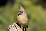 Northern Cardinal immature _H9G3039.jpg