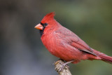 Northern Cardinal _S9S8776.jpg