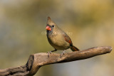 Northern Cardinal female _I9I3997.jpg
