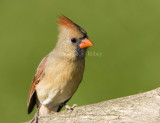 Northern Cardinal female _S9S9725.jpg