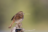 Song Sparrow _7MK8510.jpg