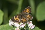 $ Harris's Checkerspot _7MK7019.jpg