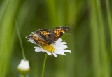 Harris's Checkerspot _7MK5320.jpg