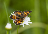 Harris's Checkerspot _7MK5369.jpg