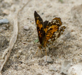 Harris's Checkerspot _7MK5788.jpg