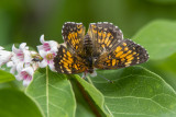 Harris's Checkerspot _7MK5937.jpg