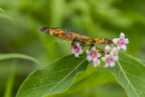 Harris's Checkerspot _7MK5969.jpg