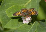 Harris's Checkerspot _7MK6650.jpg