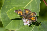 Harris's Checkerspot _7MK6657.jpg