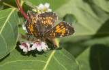 Harris's Checkerspot _7MK6665.jpg