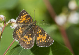 Harris's Checkerspot _7MK6734.jpg