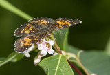 Harris's Checkerspot _7MK6771.jpg