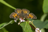 Harris's Checkerspot _7MK6810.jpg