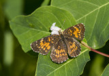 Harris's Checkerspot _7MK6917.jpg