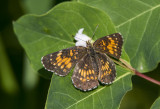 Harris's Checkerspot _7MK6929.jpg