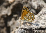 Harris's Checkerspot _S9S8404.jpg