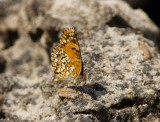 Harris's Checkerspot_S9S8427.jpg