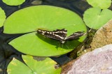 Giant Swallowtail _5MK3129.jpg