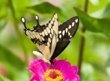 Giant Swallowtail _H9G7082.jpg