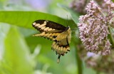 Giant Swallowtail _I9I1871.jpg