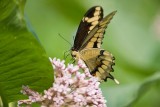 Giant Swallowtail _I9I1902.jpg