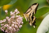 Giant Swallowtail _I9I1910.jpg