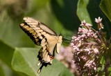 Giant Swallowtail _I9I1943.jpg