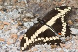 Giant Swallowtail _MG_2083.jpg