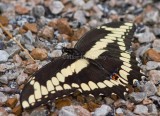 Giant Swallowtail _MG_2277.jpg