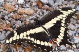 Giant Swallowtail _MG_2301.jpg
