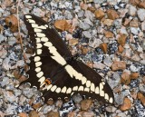 Giant Swallowtail _MG_2321.jpg