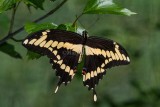 Giant Swallowtail male _7MK7201.jpg