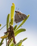 $ Martial Scrub-Hairstreak _2MK6242.jpg