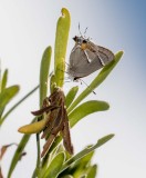 $ Martial Scrub-Hairstreak _2MK6244.jpg