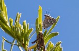 $ Martial Scrub-Hairstreak _2MK6272.jpg