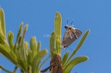 $ Martial Scrub-Hairstreak _2MK6400.jpg