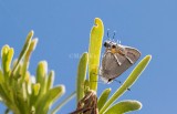 $ Martial Scrub-Hairstreak _2MK6424.jpg