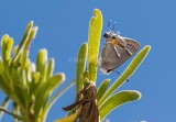 $ Martial Scrub-Hairstreak _2MK6427.jpg