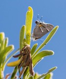 $ Martial Scrub-Hairstreak _2MK6457.jpg