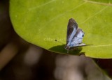 $ Martial Scrub-Hairstreak _MKR1729.jpg