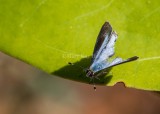 $ Martial Scrub-Hairstreak _MKR1734.jpg